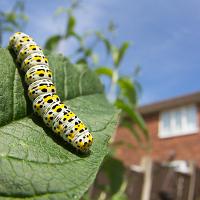 Mullein Moth Caterpillar 2 